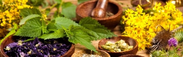 Herbes médicinales: 25 plantes efficaces que vous devriez connaître